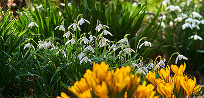 Buy stock photo Beautiful crocus in my garden in springtime