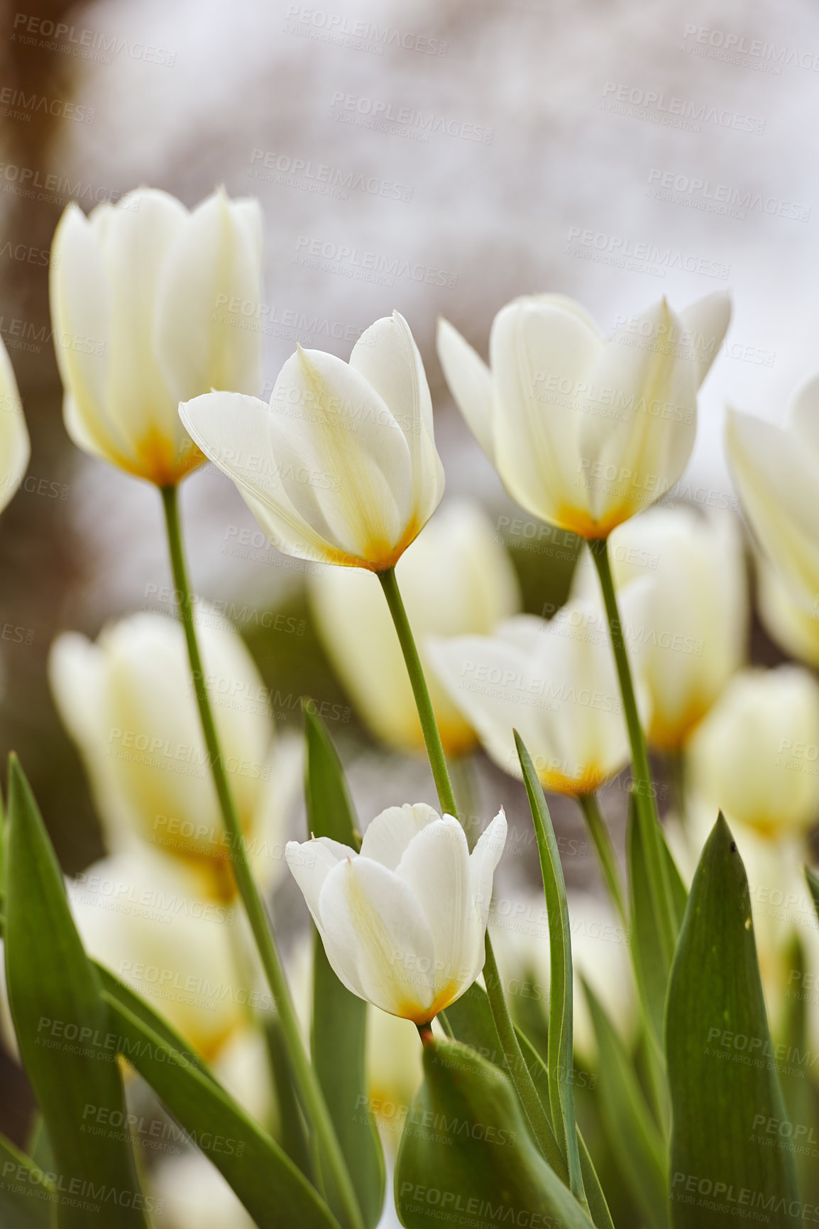 Buy stock photo Beautiful white tulips in my garden in early springtime