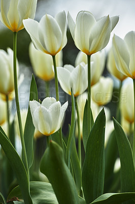 Buy stock photo Beautiful white tulips in my garden in early springtime