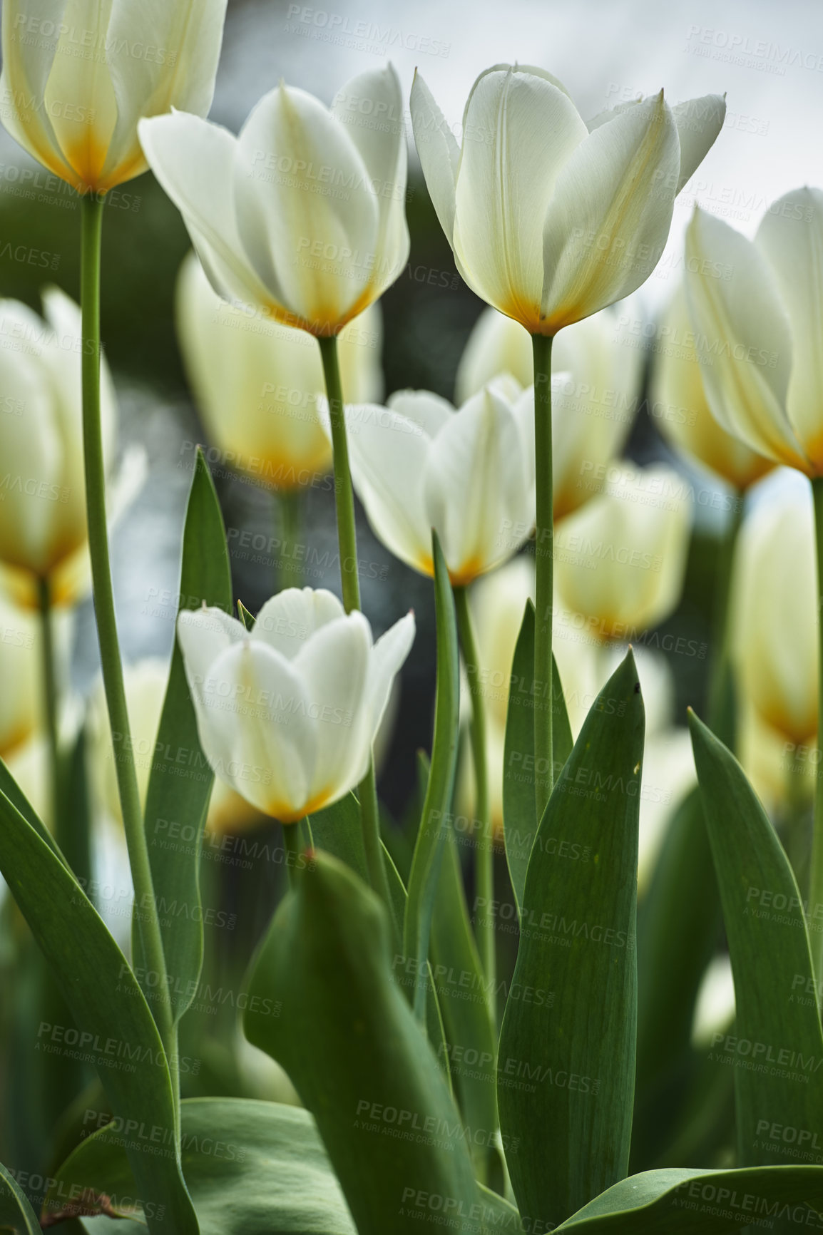 Buy stock photo Beautiful white tulips in my garden in early springtime