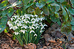 Common snowdrop - Galanthus nivalis 