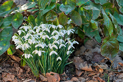 Buy stock photo Galanthus nivalis was described by the Swedish botanist Carl Linnaeus in his Species Plantarum in 1753, and given the specific epithet nivalis, meaning snowy (Galanthus means with milk-white flowers). T