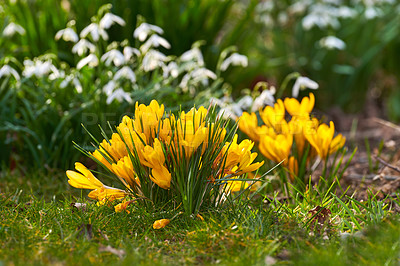 Buy stock photo Beautiful crocus in my garden in springtime