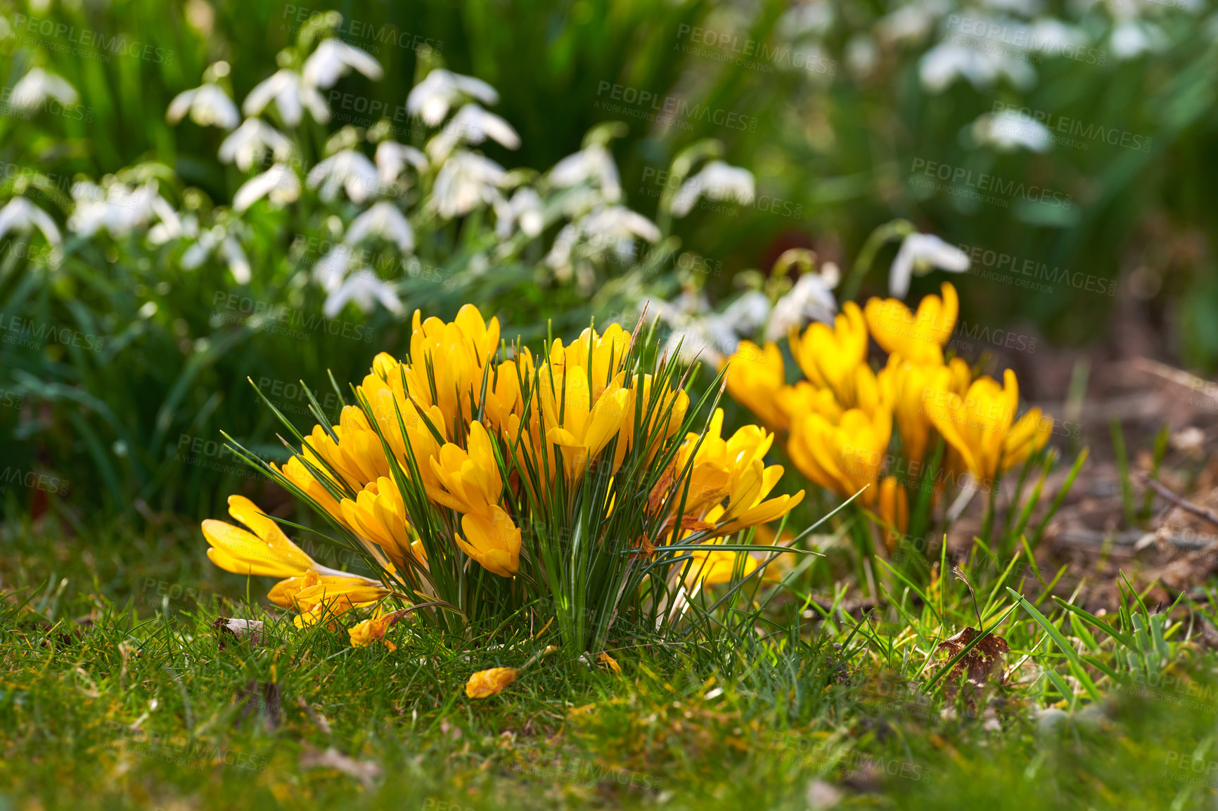 Buy stock photo Beautiful crocus in my garden in springtime