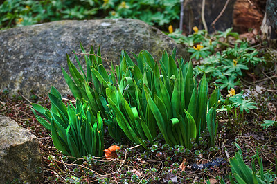 Buy stock photo Beautiful crocus in my garden in springtime