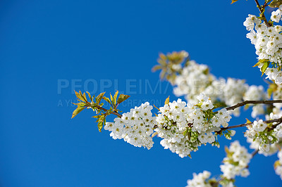 Buy stock photo Springtime photos