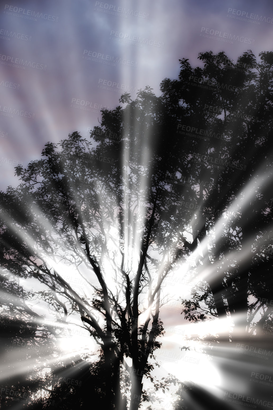 Buy stock photo A bright sun beam behind a tree outdoors in a forest on a cloudy day. A ray of sunlight coming through leaves and branches during early morning sunrise. Beautiful white light shining in nature