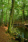 A photo of green and lush forest
