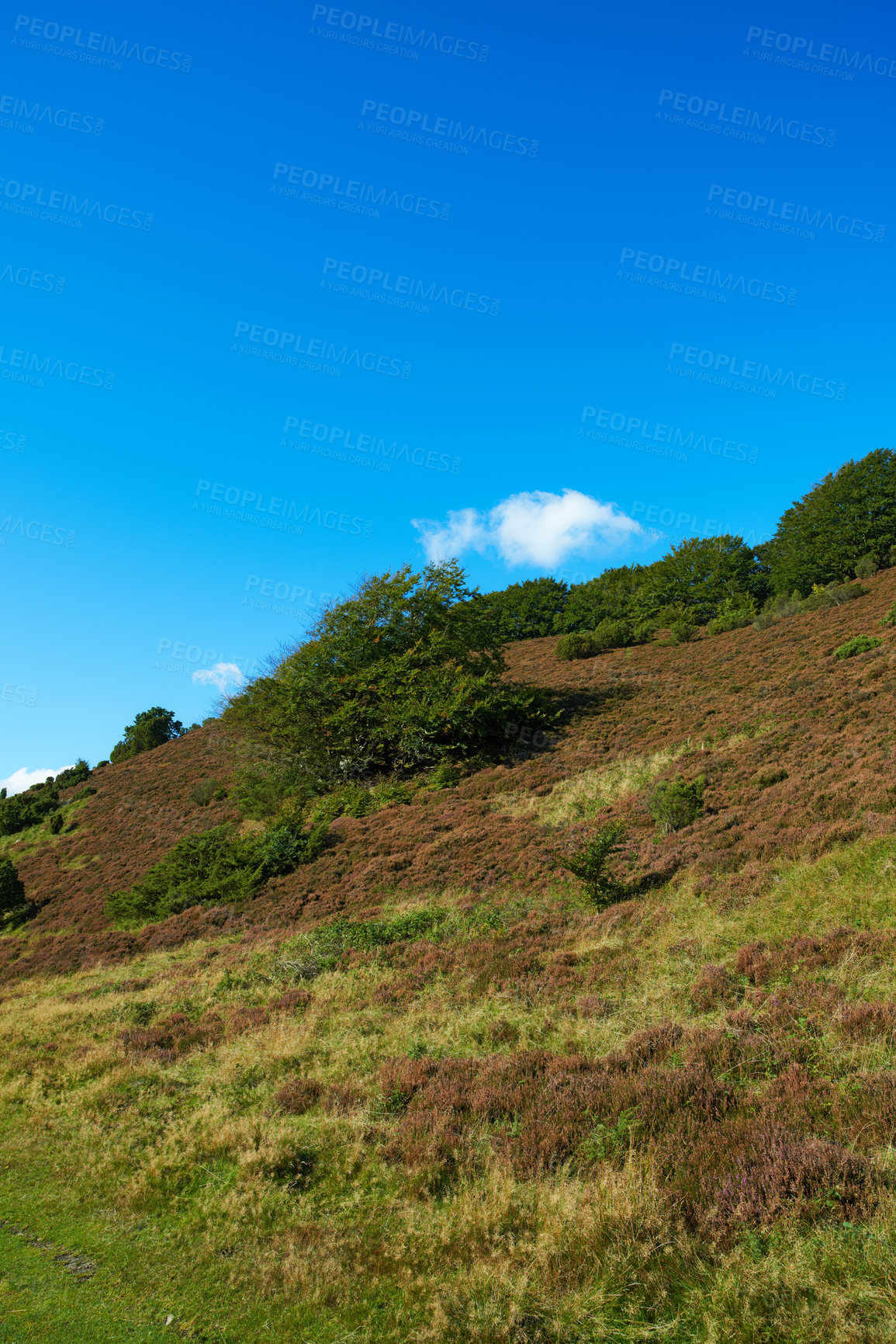 Buy stock photo A photo hills covered with heather - Rebild National Park, Denmark