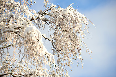 Buy stock photo Snow covered tree branches on blue white sky with copy space. A closeup winter landscape of snowy or frosty trees in a forest for Christmas holiday or seasonal holiday background