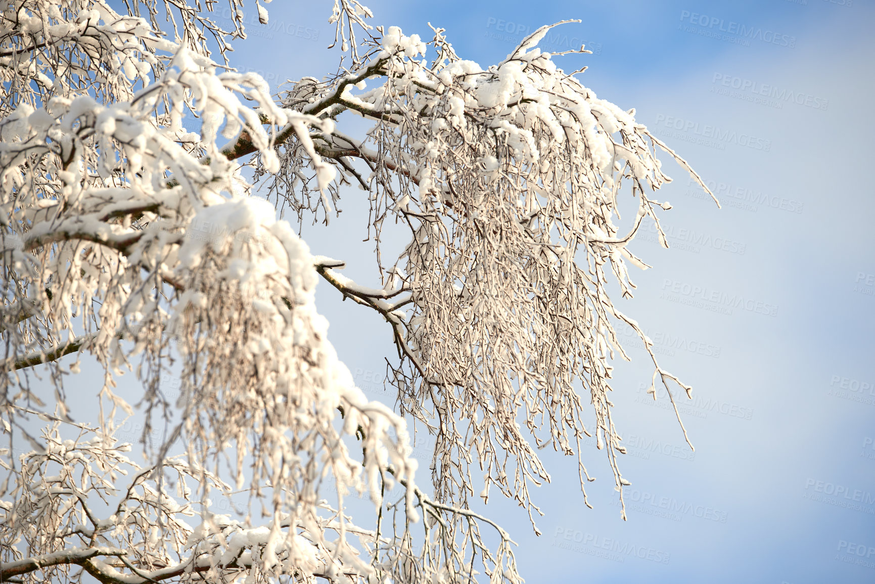 Buy stock photo Snow covered tree branches on blue white sky with copy space. A closeup winter landscape of snowy or frosty trees in a forest for Christmas holiday or seasonal holiday background