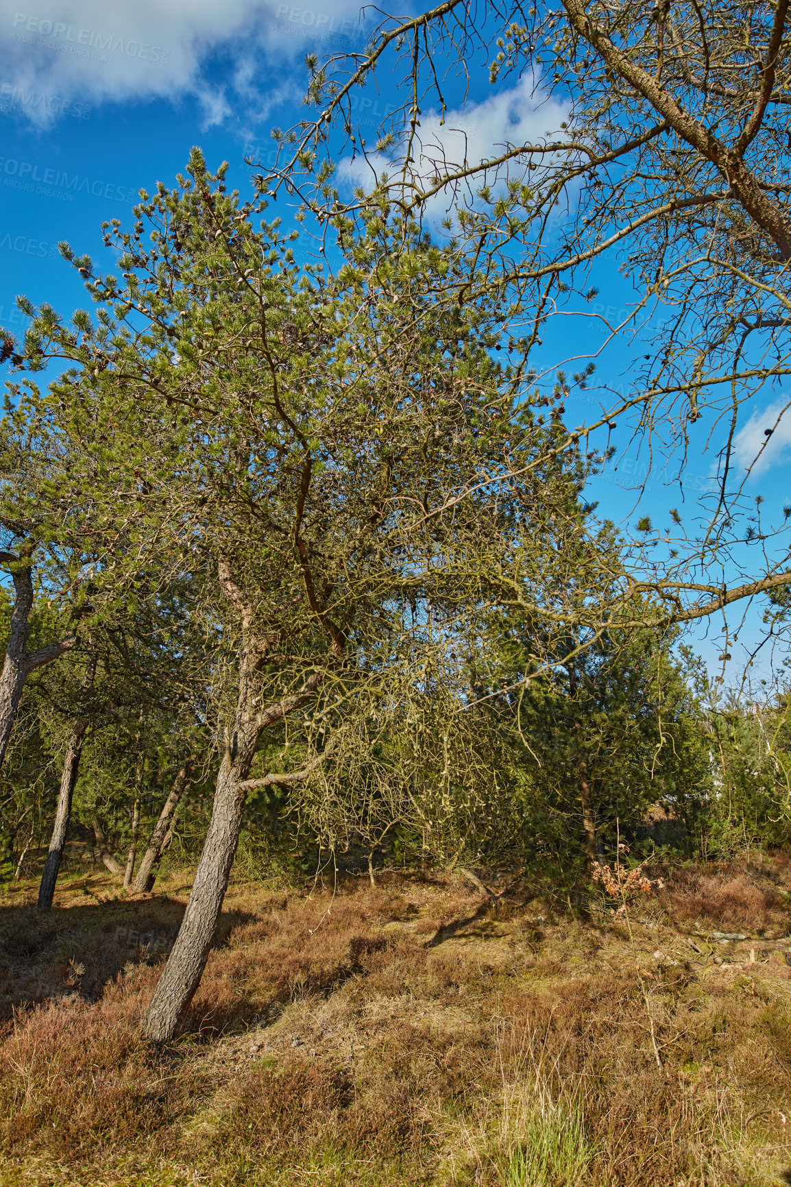 Buy stock photo The forest in late winter - early spring