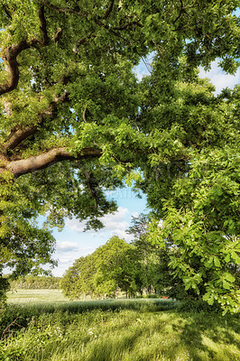 Buy stock photo A photo of green and lush forest