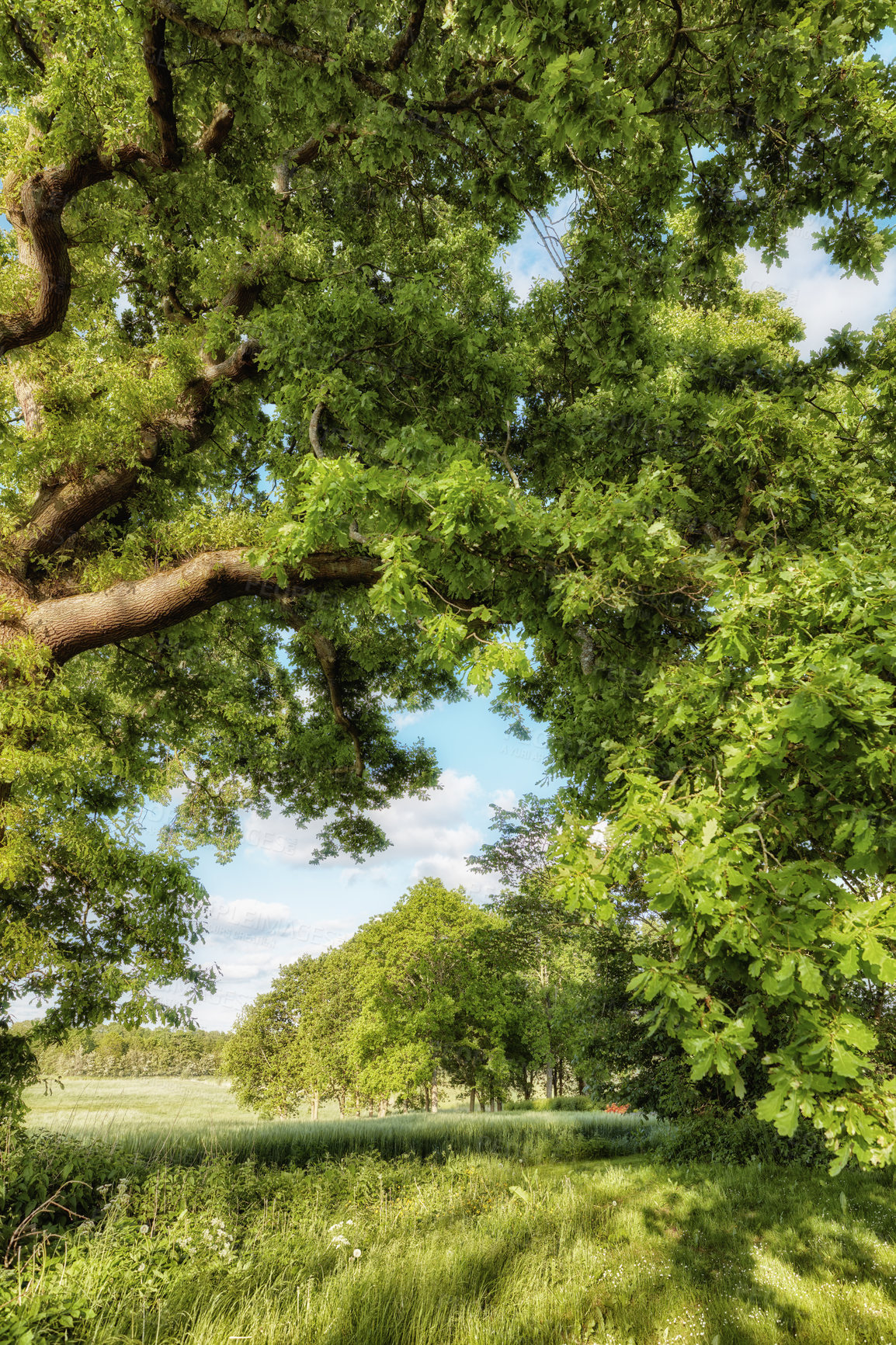 Buy stock photo A photo of green and lush forest