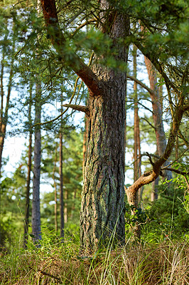 Buy stock photo The forest in late winter - early spring