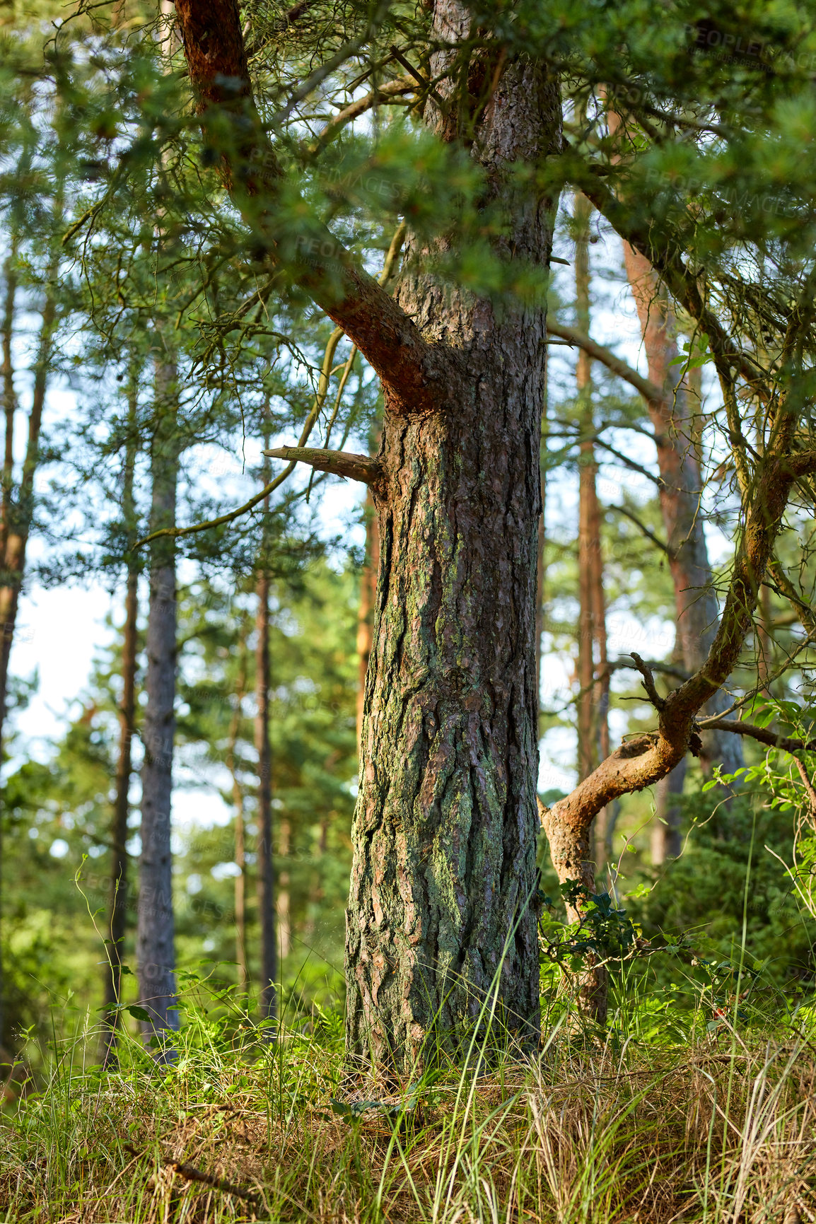 Buy stock photo The forest in late winter - early spring