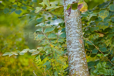 Buy stock photo A photo of green and lush forest