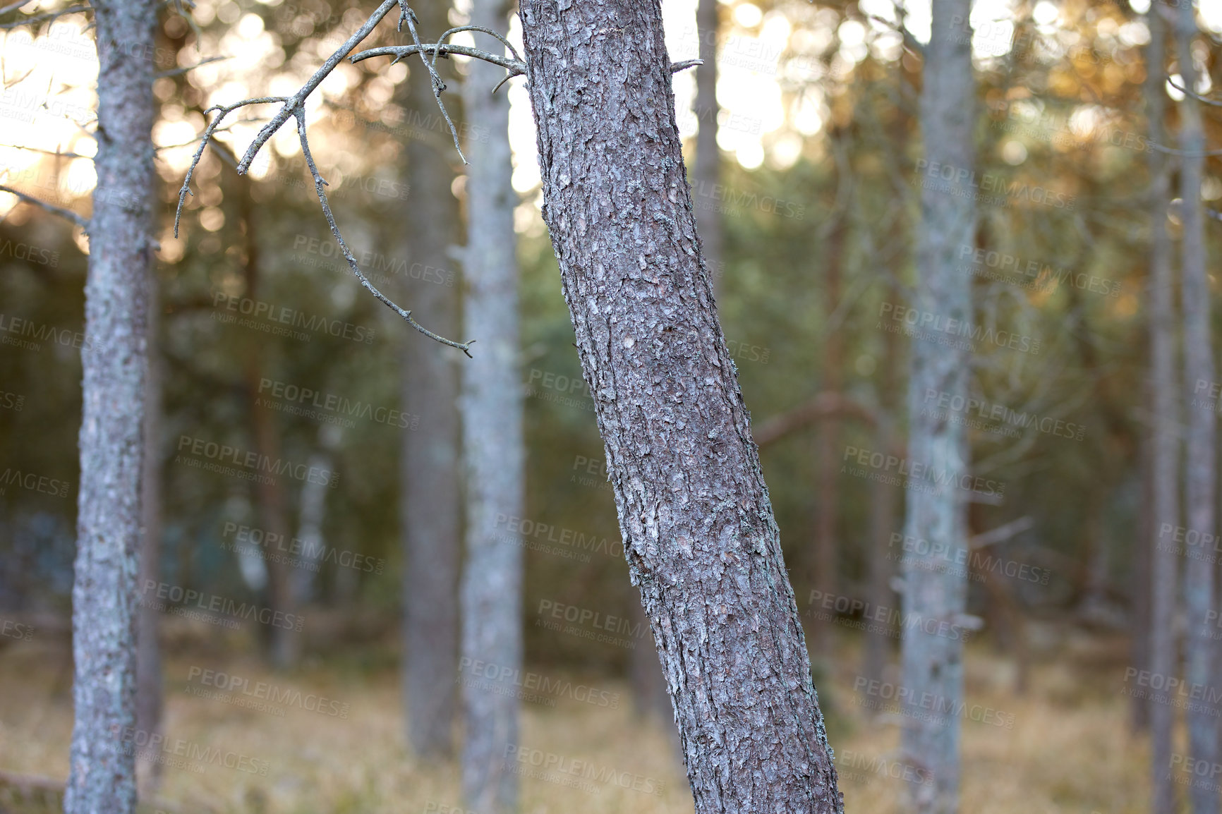 Buy stock photo Closeup of pine tree trunks in a wild forest. Nature landscape macro of tree wood with old bark texture detail for timber industry. Lots of thin slim trees in an empty eco friendly environment