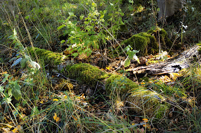 Buy stock photo A beautiful, wild pine forest with moss and greenery. Deserted and remote woodland with vegetation for relaxation and peace. Silent, secluded and undisturbed wild grassland surrounded by nature