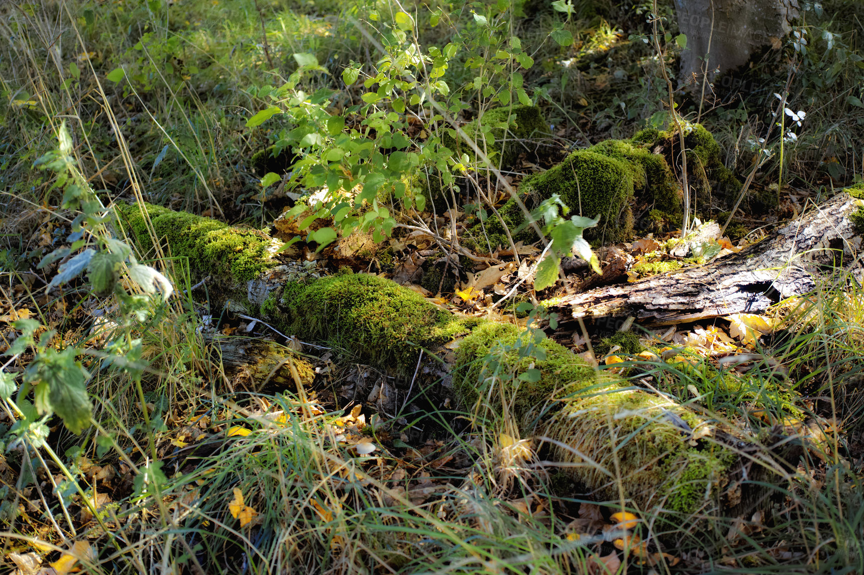 Buy stock photo A beautiful, wild pine forest with moss and greenery. Deserted and remote woodland with vegetation for relaxation and peace. Silent, secluded and undisturbed wild grassland surrounded by nature