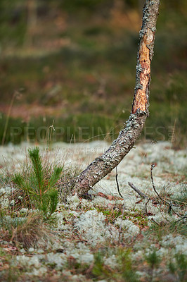 Buy stock photo The forest in late winter - early spring