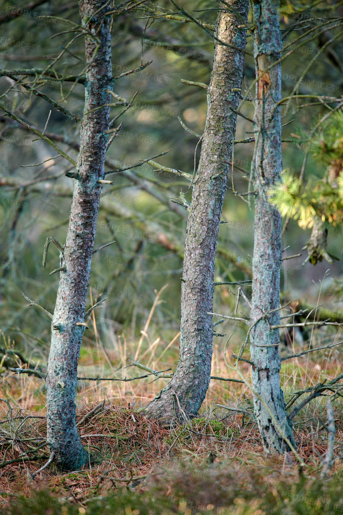 Buy stock photo Growing coniferous forest wood for resin and timber export. Texture detail of pine trees in environmental nature conservation. Landscape view of wild fir plants or cedar woods in a remote countryside