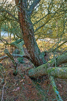 Buy stock photo Tangled pine trees in a forest. Nature landscape of old tree trunks covered in moss or lichen with lots of branches, twigs and vines growing freely in a wild ecological environment