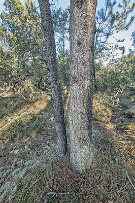 Buy stock photo Closeup of a pine tree trunk growing in boreal woodland. Distorted view of a coniferous forest plant shedding leaves and needles in autumn. Nature and  indigenous foliage with blurred background