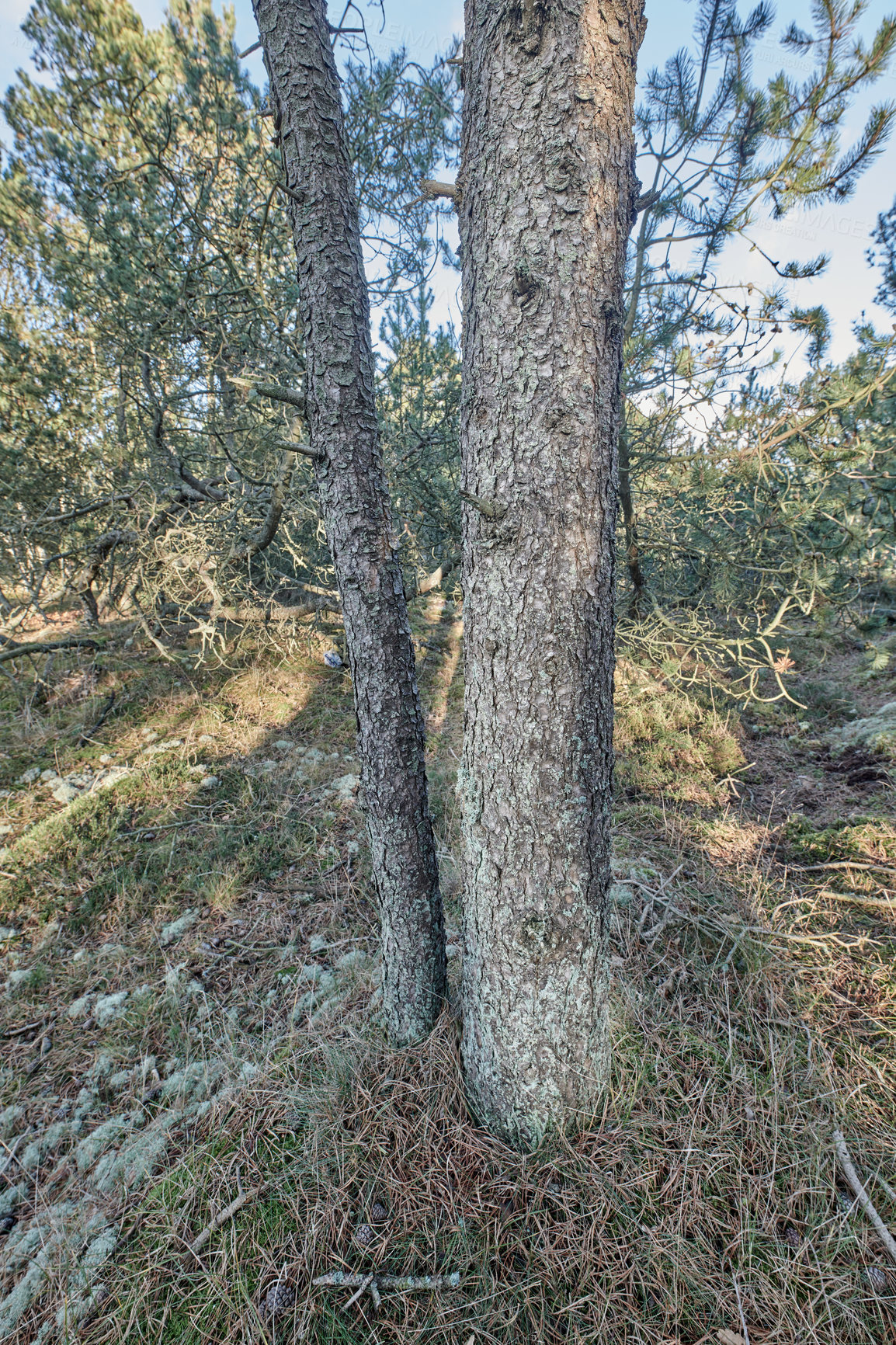 Buy stock photo Closeup of a pine tree trunk growing in boreal woodland. Distorted view of a coniferous forest plant shedding leaves and needles in autumn. Nature and  indigenous foliage with blurred background