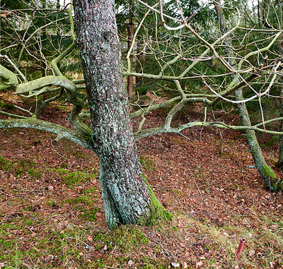 Buy stock photo Moss covering spruce trees growing in a remote forest, meadow or countryside. Woods with algae covered trunks in quiet, tranquil and calm landscape. Damp water damage in serene mother nature reserve