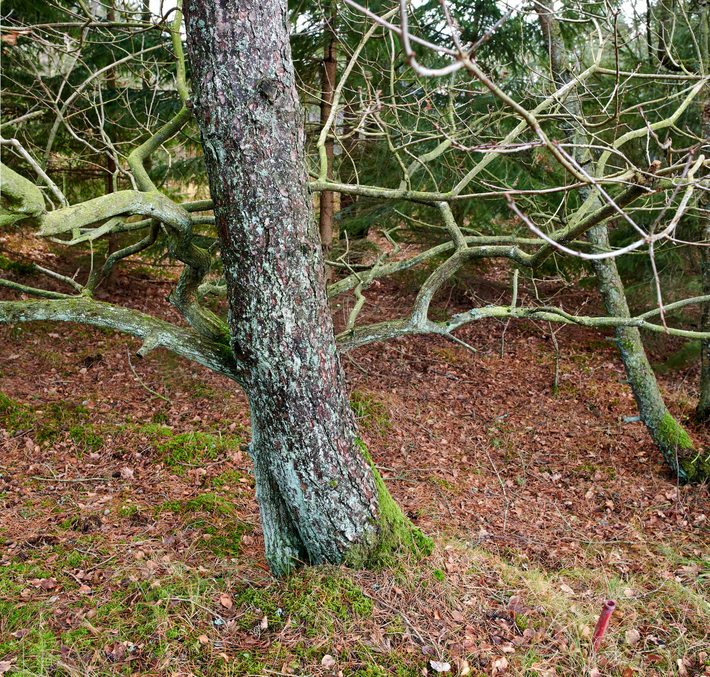 Buy stock photo Moss covering spruce trees growing in a remote forest, meadow or countryside. Woods with algae covered trunks in quiet, tranquil and calm landscape. Damp water damage in serene mother nature reserve