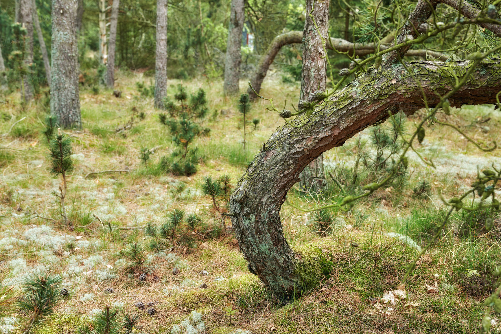 Buy stock photo Pine tree trunks in a wild forest. Nature landscape of lots of plants, bushes, trees and moss covered grass growing in the woods. Uncultivated land with lush foliage in an eco friendly environment