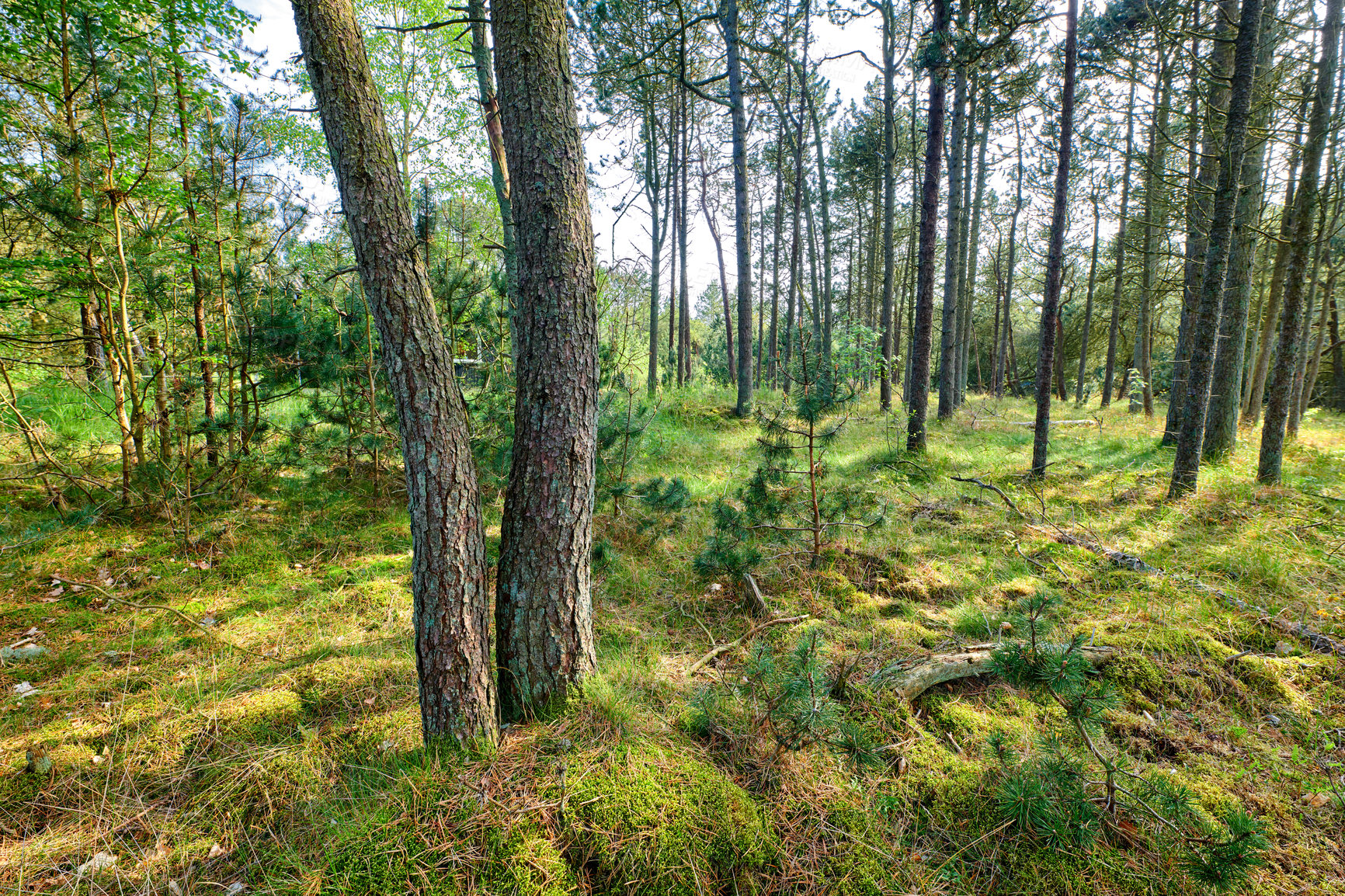 Buy stock photo Landscape view of wild fir, cedar or pine trees and shrubs growing in quiet countryside woods in Sweden. Green environmental nature conservation, coniferous forest in a remote location during spring