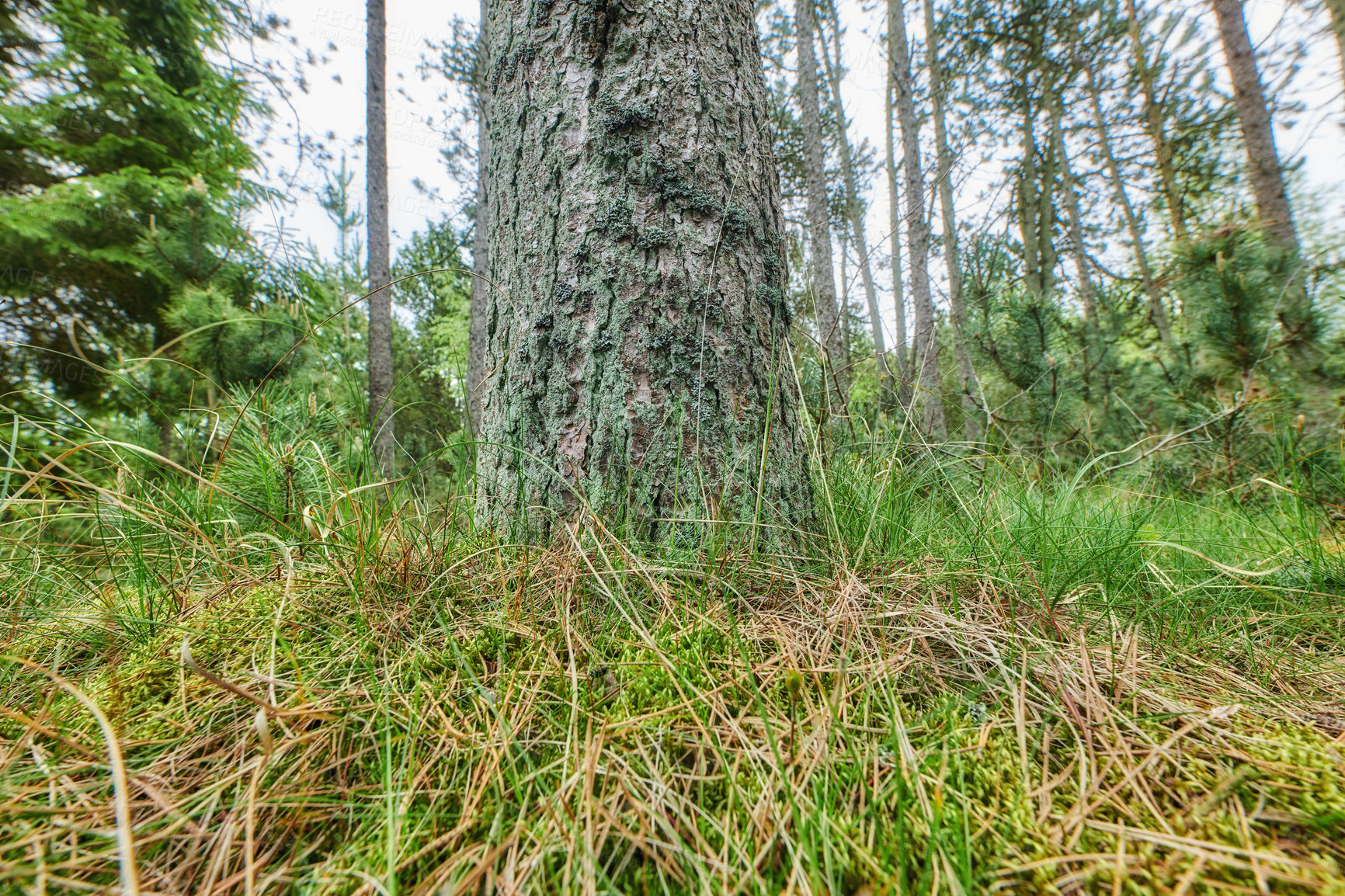 Buy stock photo Wild nature landscape of an old trunk covered in moss and dry winter grass in an overgrown forest near La Palma, Canary Islands, Spain. Closeup of a pine tree in the dense woods on a summer morning