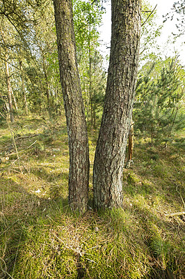 Buy stock photo Landscape view of wild fir, cedar or pine trees growing in quiet countryside woods in Sweden. Green environmental nature conservation, coniferous forest in remote tourism destination for resin export