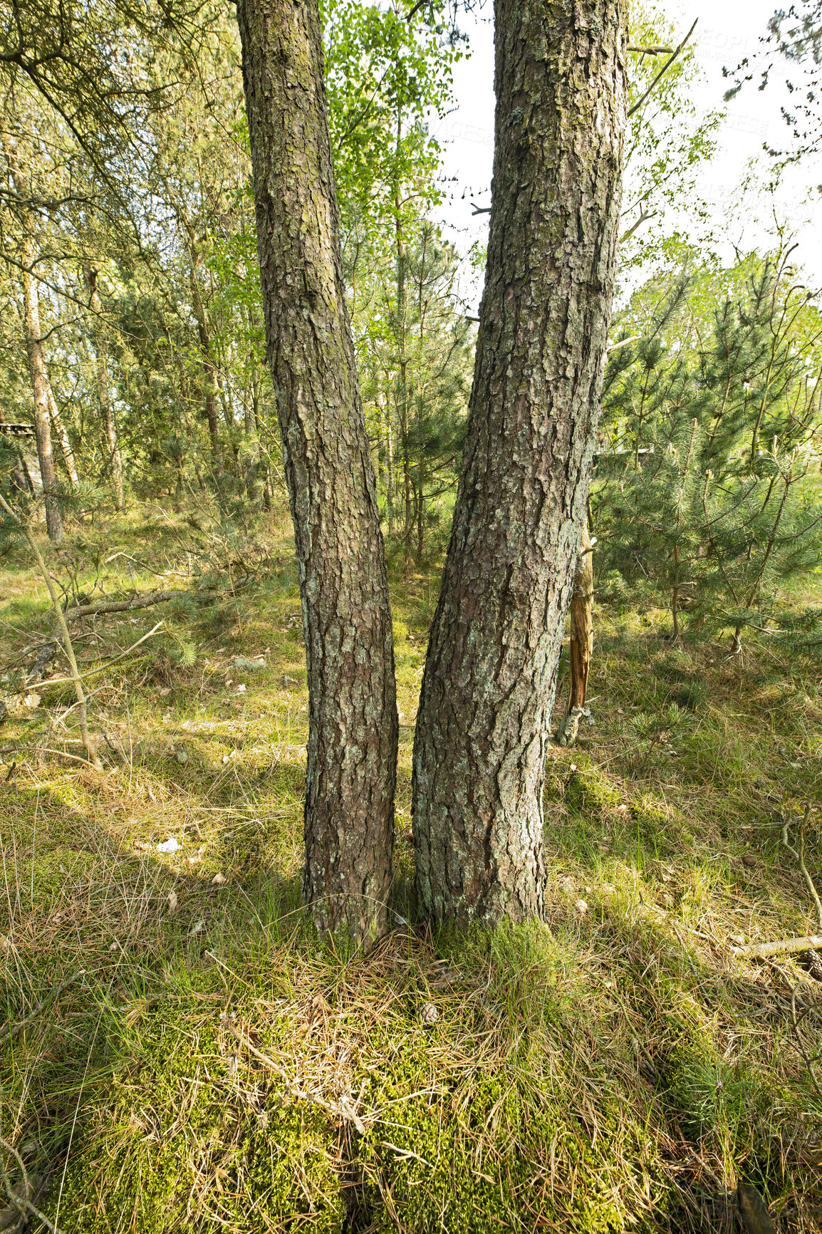 Buy stock photo Landscape view of wild fir, cedar or pine trees growing in quiet countryside woods in Sweden. Green environmental nature conservation, coniferous forest in remote tourism destination for resin export