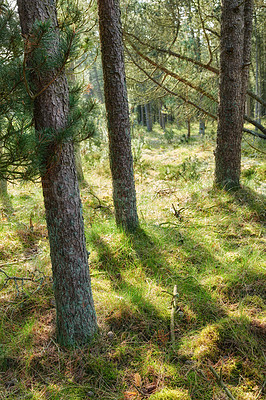 Buy stock photo Uncultivated forest wilderness in Denmark - Odde Natural Park