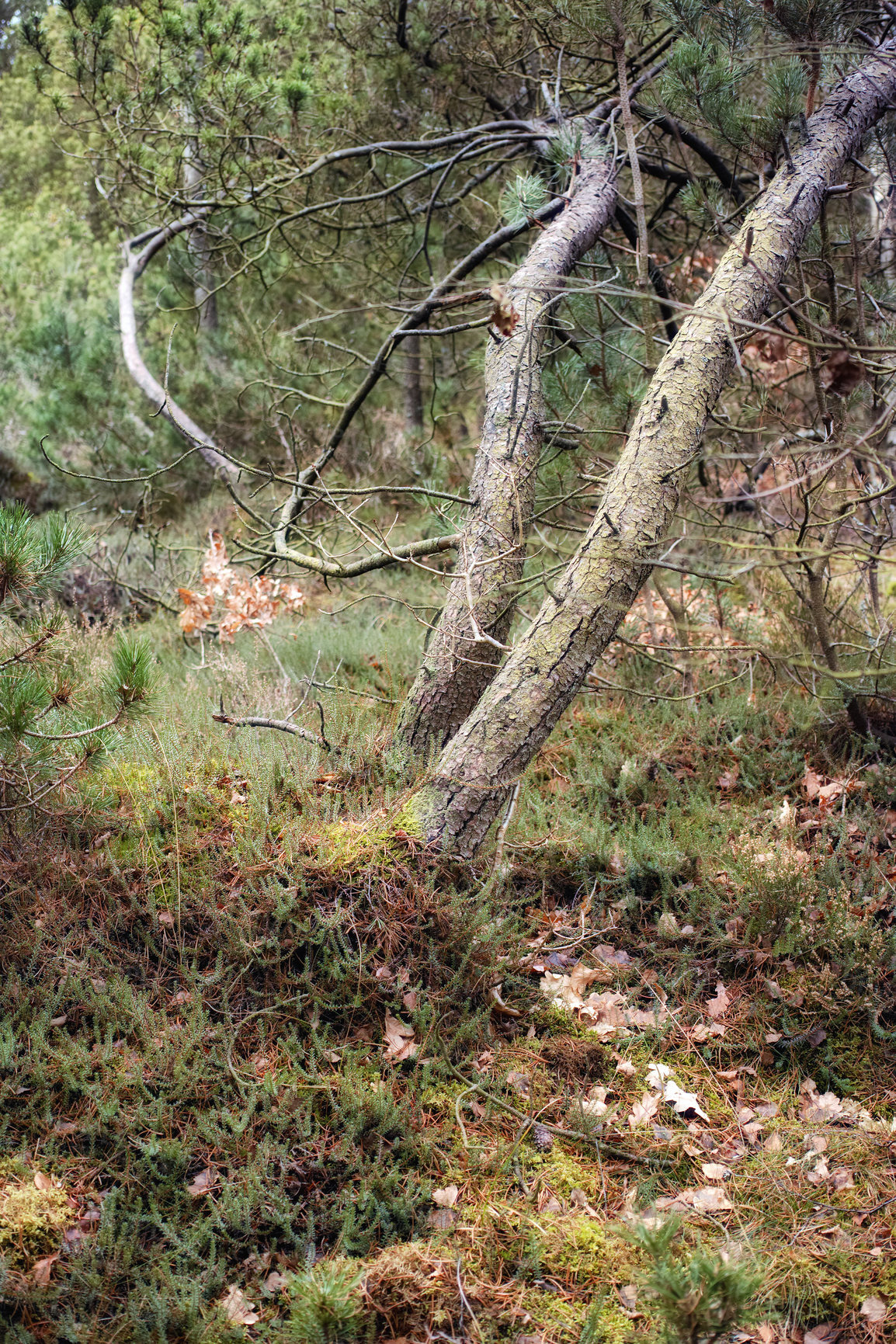 Buy stock photo Uncultivated forest wilderness in Denmark - Odde Natural Park