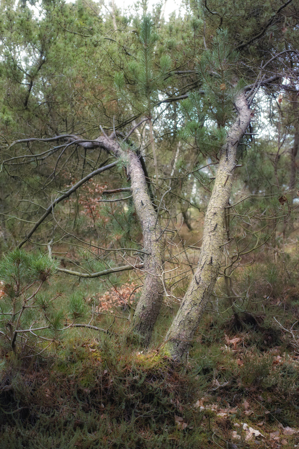 Buy stock photo Uncultivated forest wilderness in Denmark - Odde Natural Park