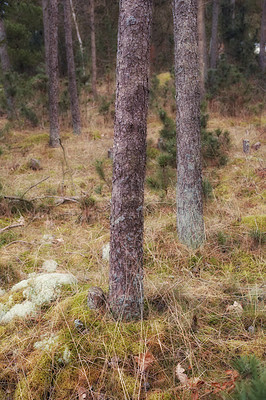 Buy stock photo Uncultivated forest wilderness in Denmark - Odde Natural Park