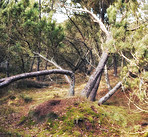 Forest wilderness