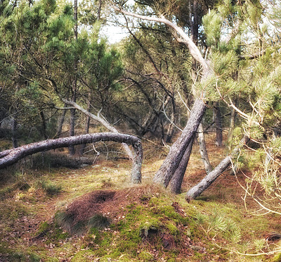 Buy stock photo Uncultivated forest wilderness in Denmark - Odde Natural Park