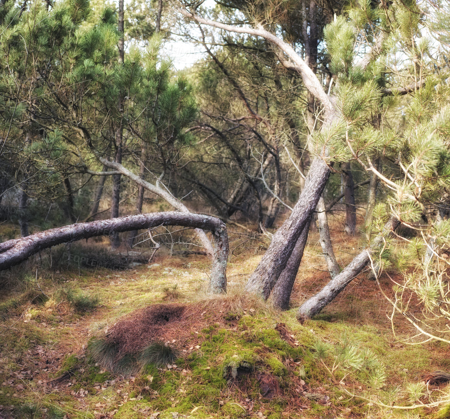 Buy stock photo Uncultivated forest wilderness in Denmark - Odde Natural Park