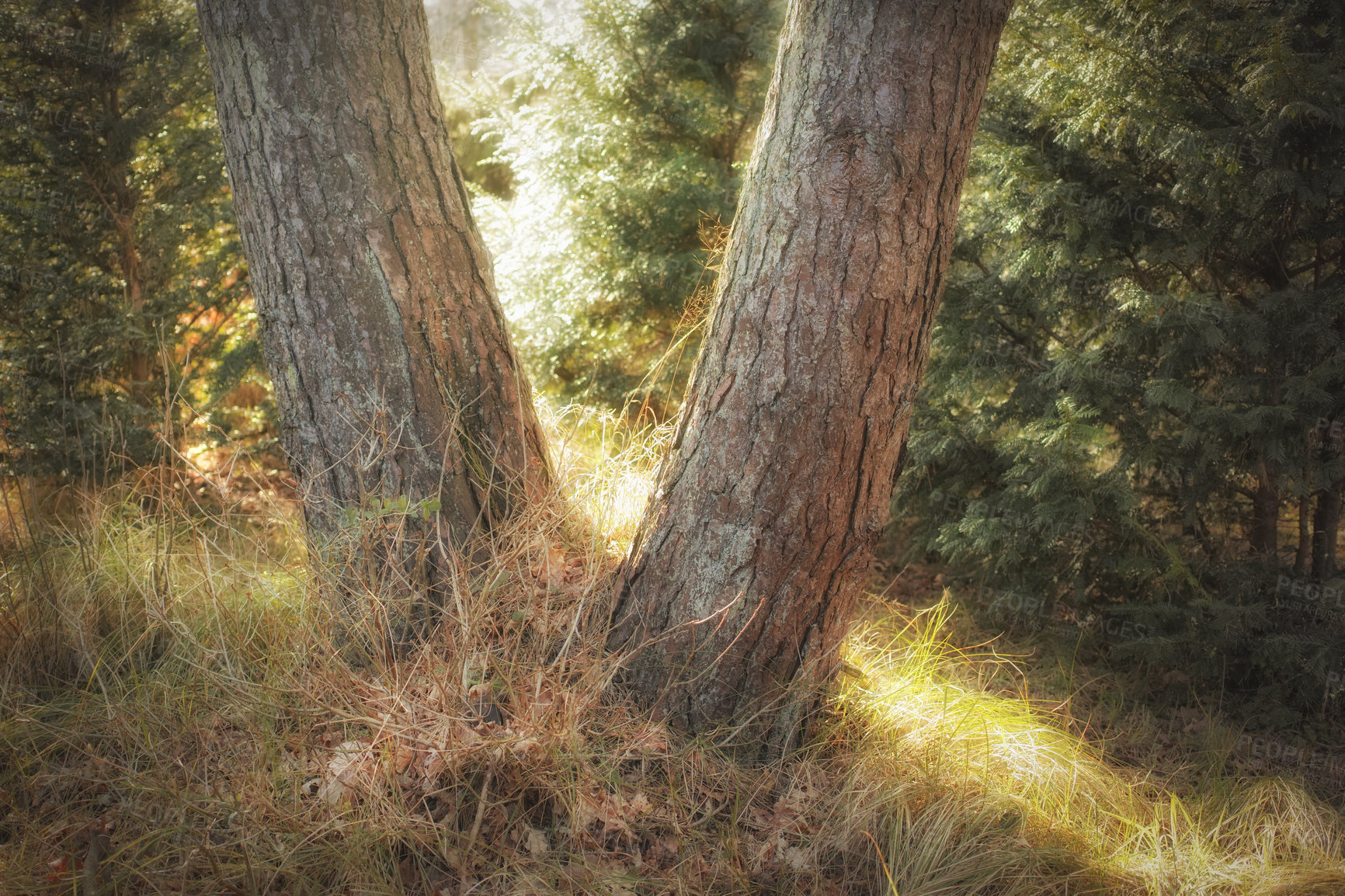 Buy stock photo Uncultivated forest wilderness in Denmark - Odde Natural Park