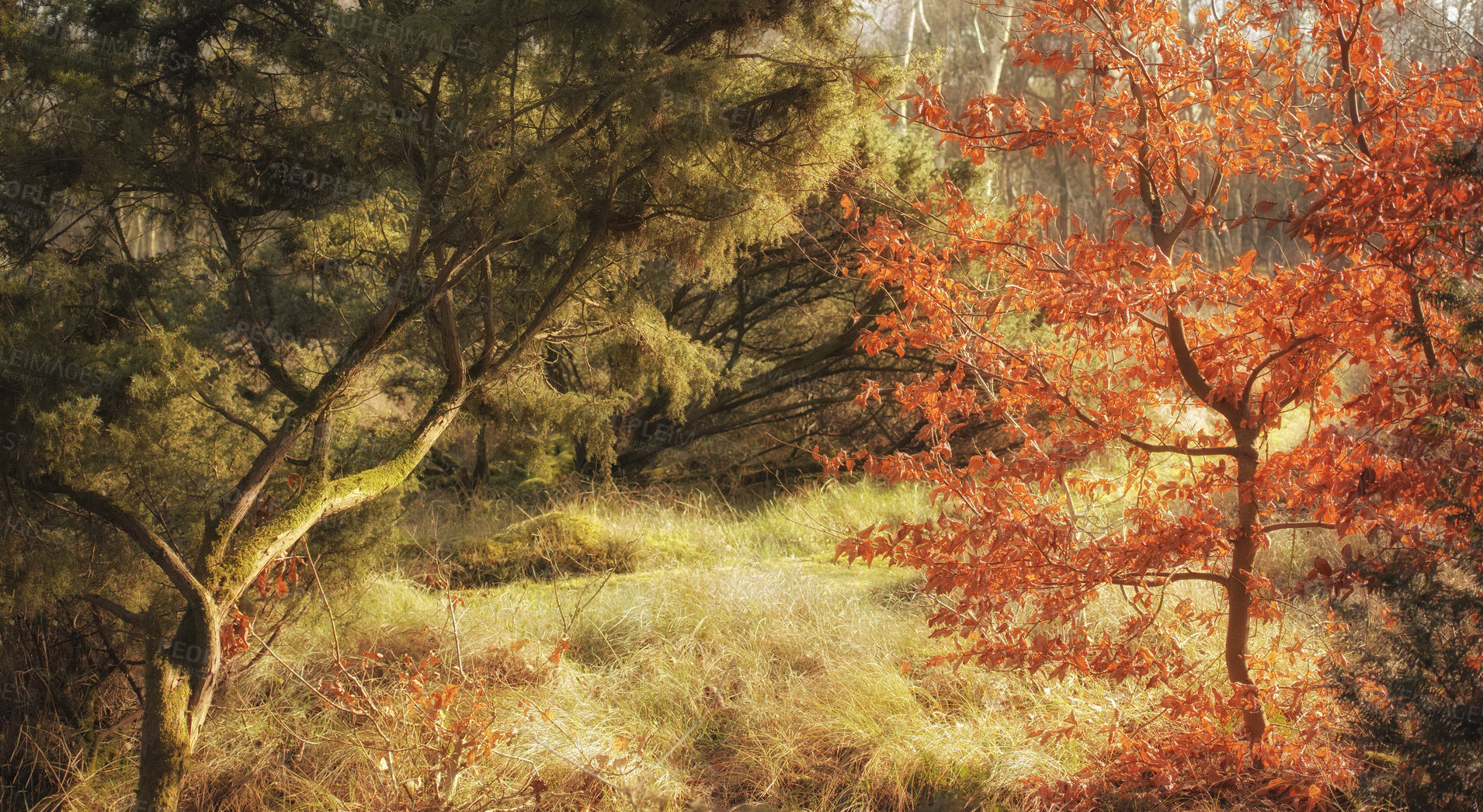 Buy stock photo Uncultivated forest wilderness in Denmark - Odde Natural Park