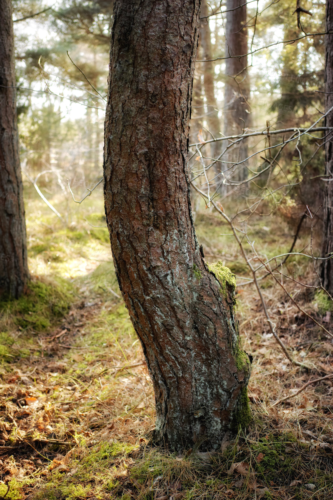 Buy stock photo Uncultivated forest wilderness in Denmark - Odde Natural Park