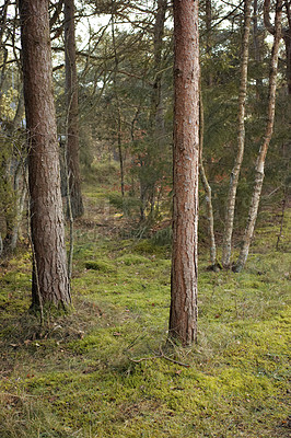 Buy stock photo Uncultivated forest wilderness in Denmark - Odde Natural Park