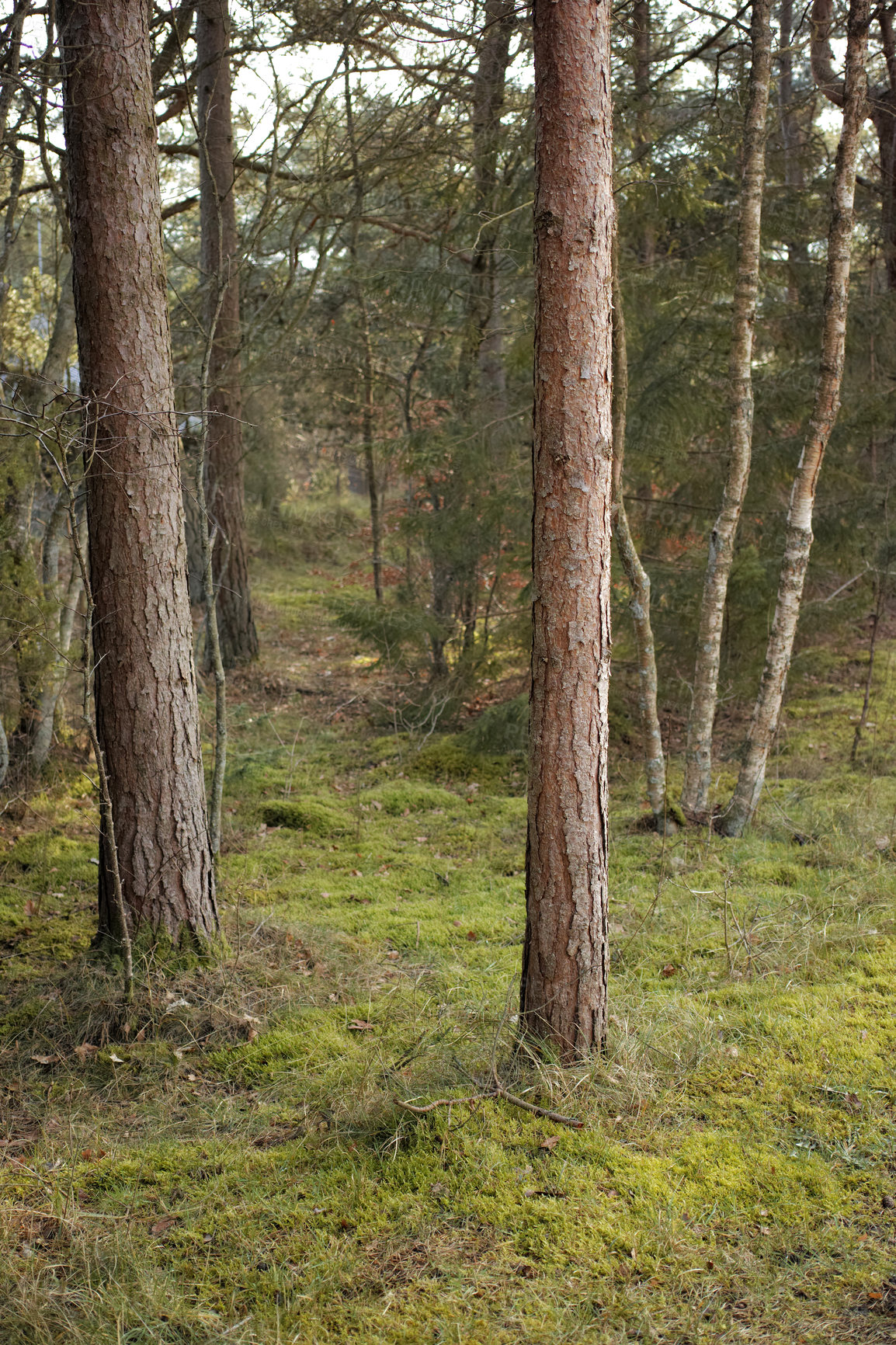 Buy stock photo Uncultivated forest wilderness in Denmark - Odde Natural Park