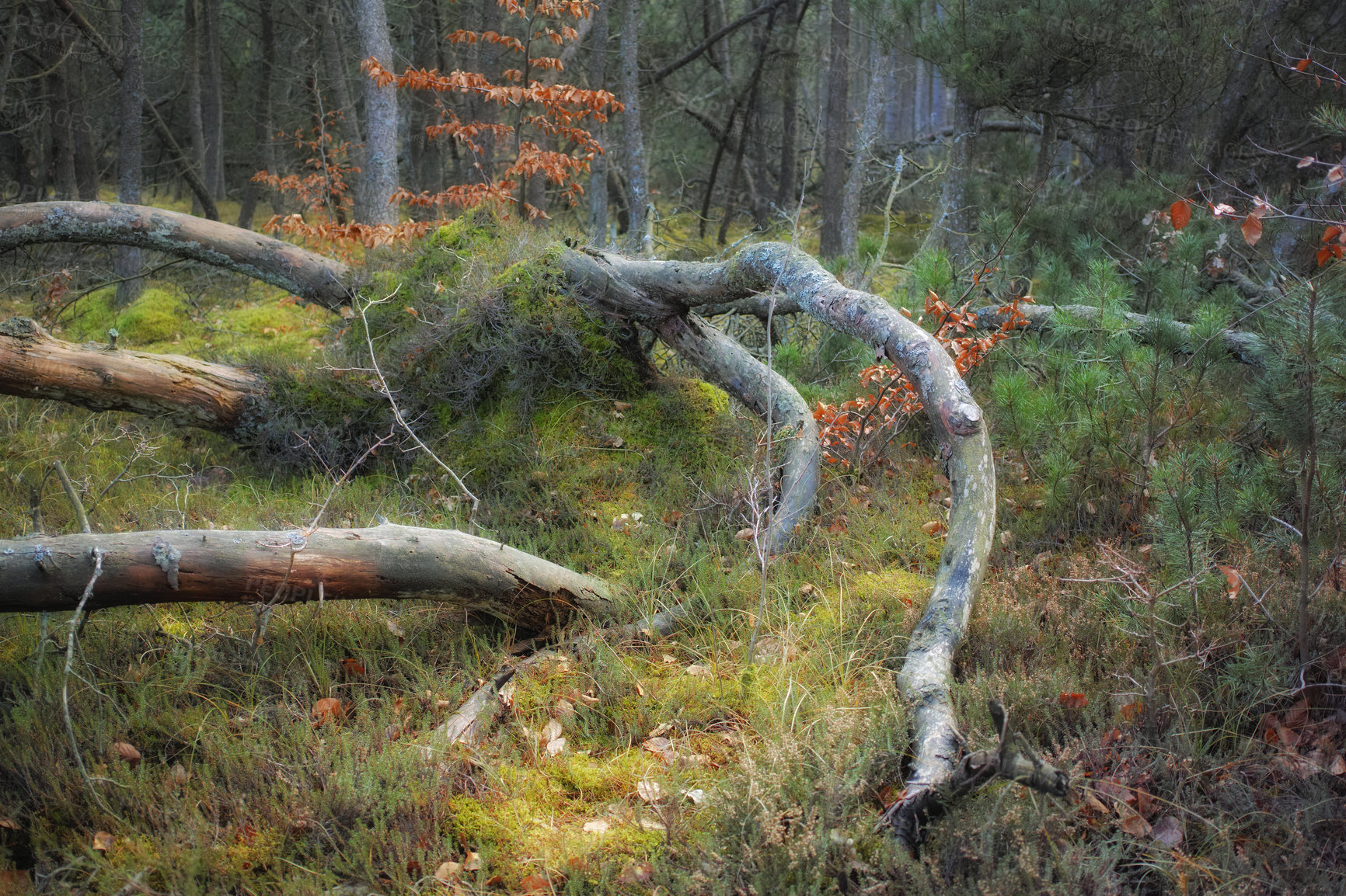 Buy stock photo Uncultivated forest wilderness in Denmark - Odde Natural Park