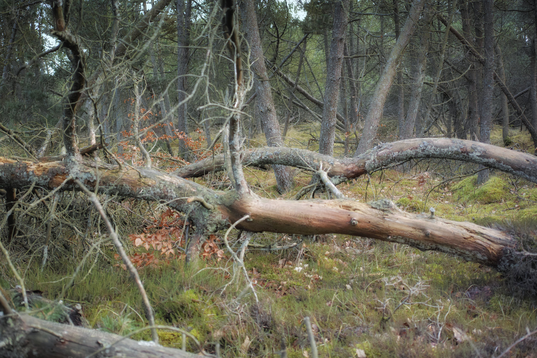 Buy stock photo Uncultivated forest wilderness in Denmark - Odde Natural Park